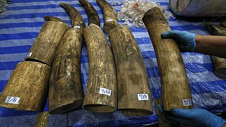 Malaysia destroys 9.5 tonnes of ivory