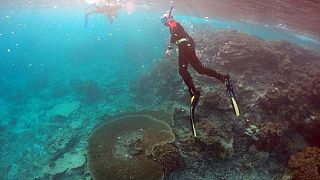 Conservation of corals in Seychelles