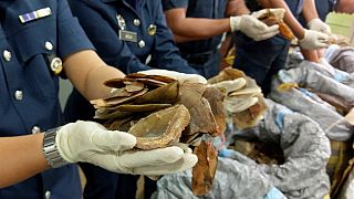 Malaysia seizes $2M worth of pangolin scales at Kuala Lumpur airport