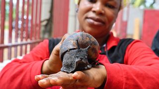 Giant snail farms are booming in Ivory Coast