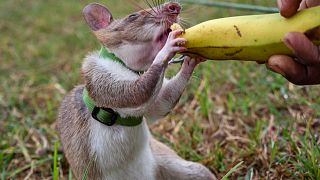Non-profit APOPO trains rats for lifesaving missions in Tanzania