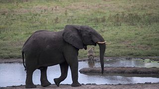 Scientists find way to identify elephant ivory disguised as legal mammoth ivory