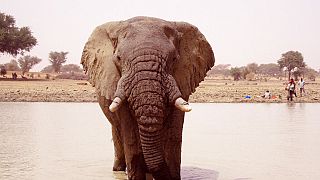 Elephant spotted in Senegalese park gives hope to conservationists