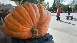 Muskox smashes 210-pound pumpkin in early Halloween treat