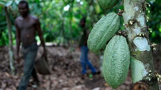 Low rainfall and cold temperatures raises fears of crop damage among Ivory Coast cocoa farmers 