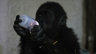 Turkey: baby Gorilla rescued from plane set to return to Nigeria
