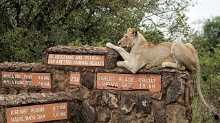 Living with lions: Encounters with wild animals on the rise near Nairobi National Park