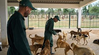 "Trap, Neuter, Vaccinate, and Return", Morocco’s strategy to save stray dogs