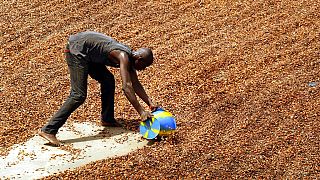 Ivory Coast traces 40% of cocoa, But EU anti-deforestation law delayed
