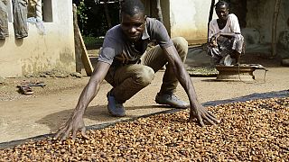 Ivory Coast sets new cocoa price ahead of upcoming elections
