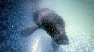 Hope floats in the Amazon as young manatee Bacuri fights for survival