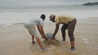 Nigerian conservationists battle to save endangered sea turtles