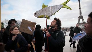 Sardine shortage fuelled by climate change and overfishing hits French markets