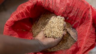 Culinary innovator Fatmata Binta appointed FAO's Goodwill Ambassador for Africa