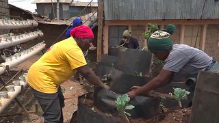 The Nubian women reviving traditional agriculture in Nairobi's largest slum