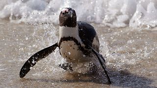 African penguin faces extinction despite new protections