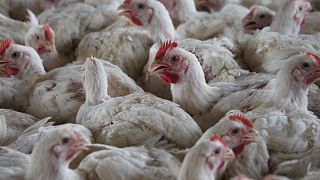 South Africa reports new bird flu outbreak on poultry farms