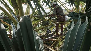 Bamboo may help the planet solve complex climate crisis