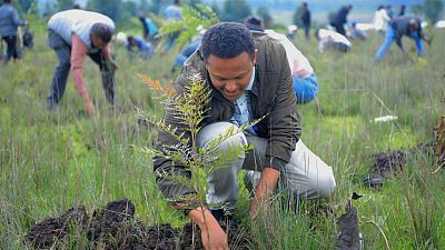 Ethiopia launches drive to plant 700 million trees in one day