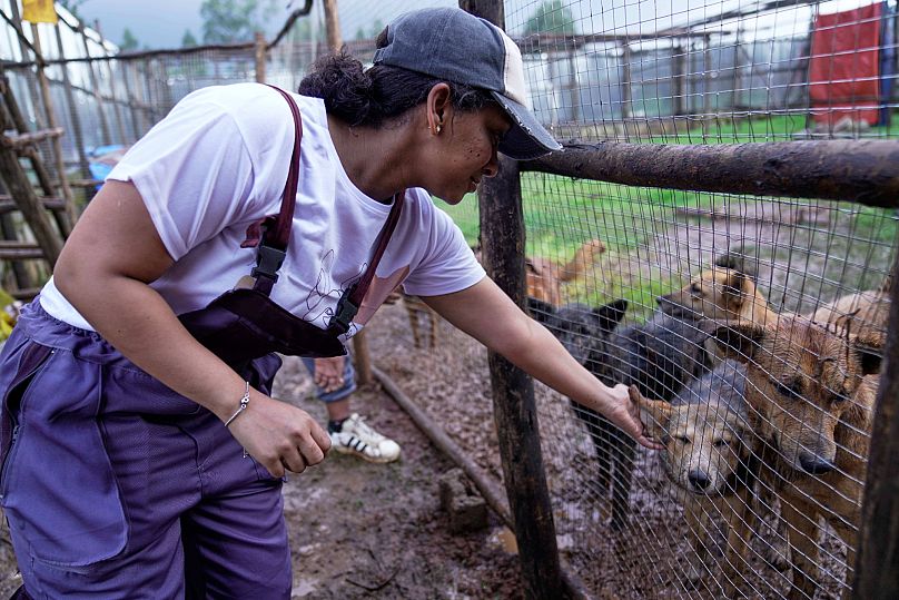 Luna Solomon, a dog shelter caregiver plays with stray dogs that were abandoned on the streets at a shelter in Addis Ababa, Ethiopia, 7 September 2025